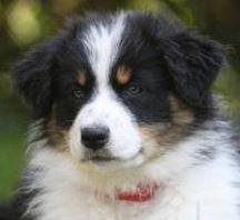 Aussie - Australian Shepherd