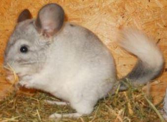 Chinchilla knabbert gerne