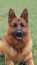 Deutscher Schäferhund