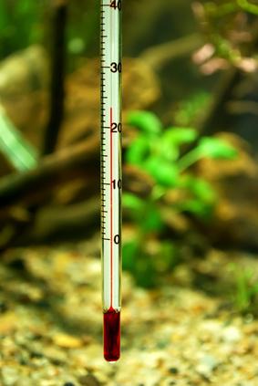 Die richtige Wassertemperatur ist für Fische überlebenswichtig. Umzug Aquarium Wassertemperatur