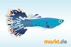 Grafik Guppy