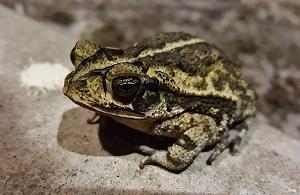 Kröte
