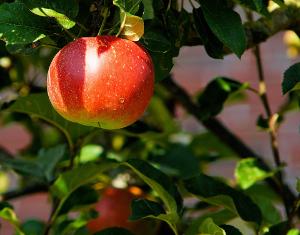 Apfelbäume sollten im Herbst gepflanzt werden Bild Apfelbaum