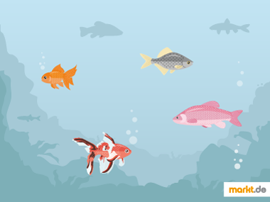 Ob große oder kleine Fische - das sollten Sie sich genau überlegen. Grafik Fische für den Gartenteich