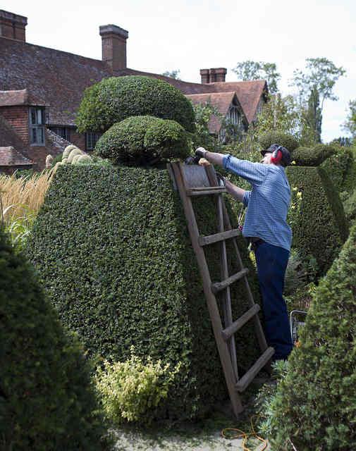 Mit der Heckenschere können Sie die Hecke schnell zuschneiden. Bild Mann stutzt Hecke mit Heckenschere