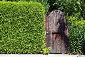Thuja Hecken eignen sich für lehmige Böden Bild Hecke Thuja