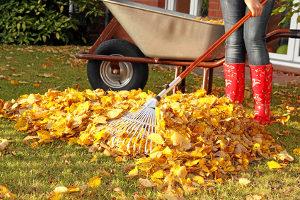 Schöne Blätter dienen auch als nette Dekoration. Bild Laub fegen Garten Abtransport