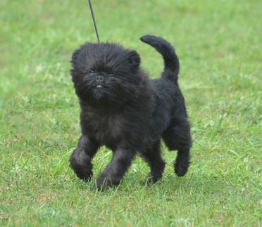 Einen Affenpinscherwelpen sollte man nur bei einem vertrauensvollen Züchter kaufen. Bild Affenpinscher läuft auf einer Wiese