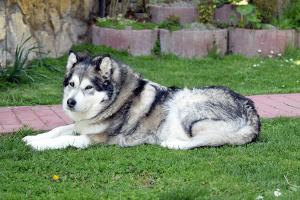 Der Alaskan Malamute ist ein Schmusehund mit Beißhemmungen. Bild Alaskan Malamute liegt in der Wiese