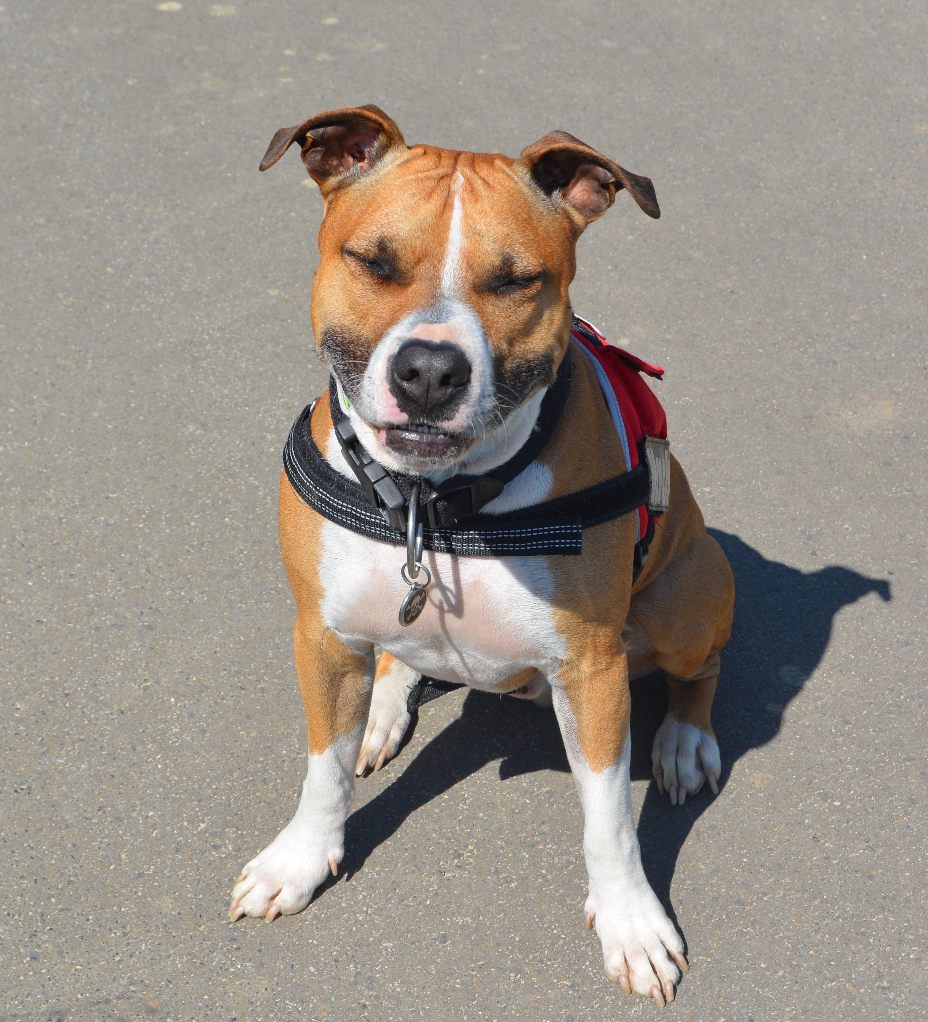 American Staffordshire dürfen nicht nach Deutschland importiert werden. American Staffordshire Terrier