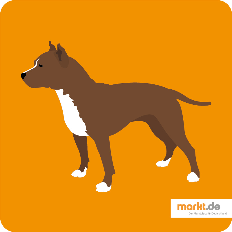 American Staffordshire Terrier - die Hunderasse im Portrait American Staffordshire Terrier