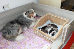 Jeder Welpe wird kontrolliert. Australian Shepherd Mutter mit Welpen