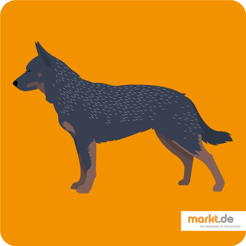 Australian Cattledog - die Hunderasse im Portrait Australian Cattledog