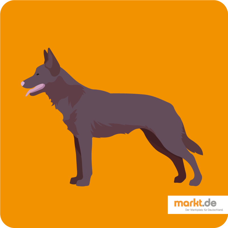 Australian Kelpie - die Hunderasse im Portrait Australian Kelpie