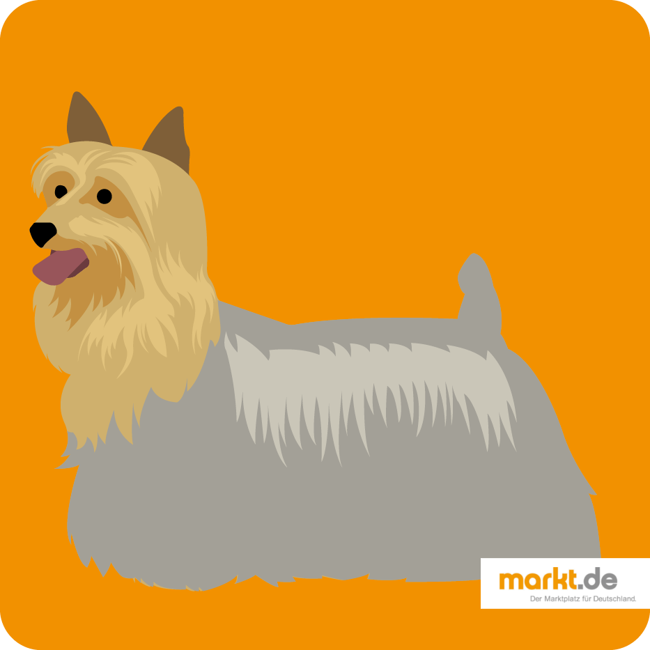 Australian Silky Terrier - die Hunderasse im Portrait Australian Silky Terrier