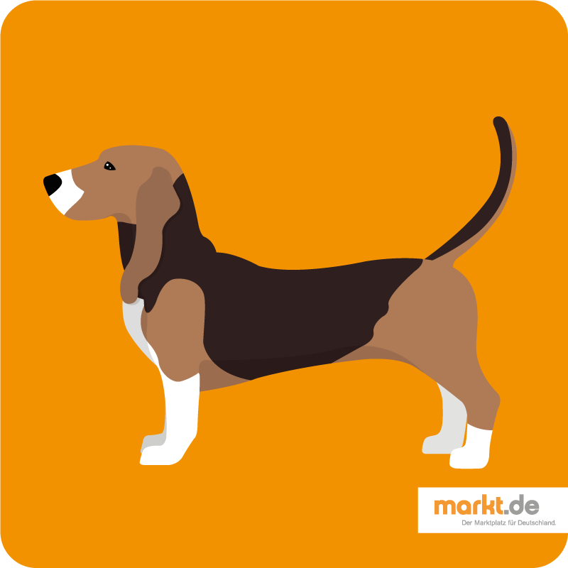 Basset Artésien-Normand - Hunde-Rasse-Portrait Bild Basset Artésien-Normand