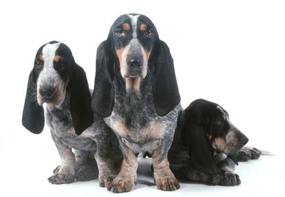 Der Basset bleu kommt aus der Provinz Gascogne und wird dort seit langer Zeit gezüchtet Drei Basset bleu de Gascogne