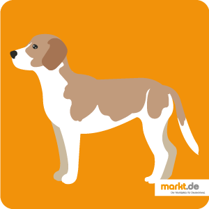 Der Beagle Harrier - die Hunderasse im Portrait Bild Beagle Harrier