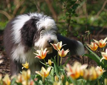 Bearded Collies lieben ausgedehnte Spaziergänge im Freien. Bild Bearded Collie schnüffelt an Blume