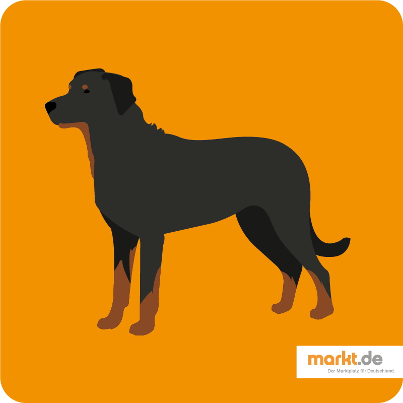 Beauceron - die Hunderasse im Portrait Beauceron