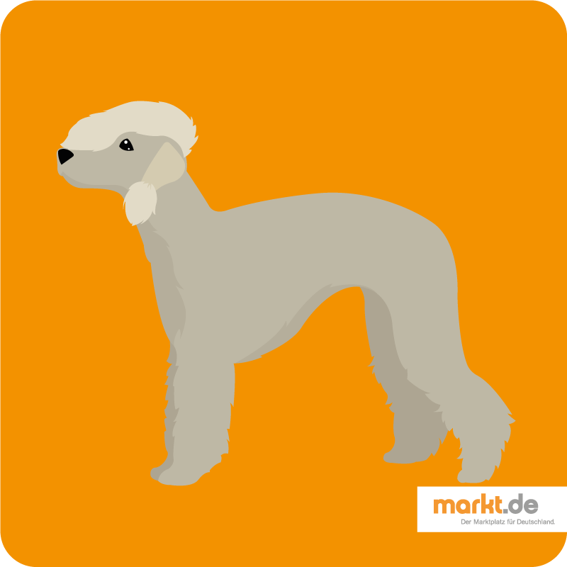 Bedlington-Terrier - Rasse-Portrait Bild Bedlington-Terrier