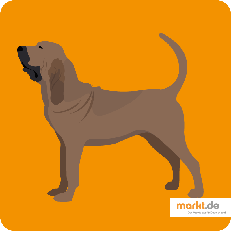 Bloodhound - die Hunderasse im Portrait Bild Bloodhound