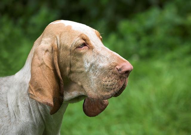 Auch bei einer Zwingerhaltung benötigt der Bloodhound Kontakt zu anderen Hunden und seinem Herrchen. braun-weißer Bloodhound