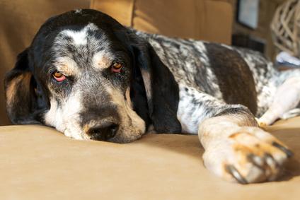 Der Bluetick Coonhound ist nicht gerne alleine. Bild liegender Bluetick Coonhound