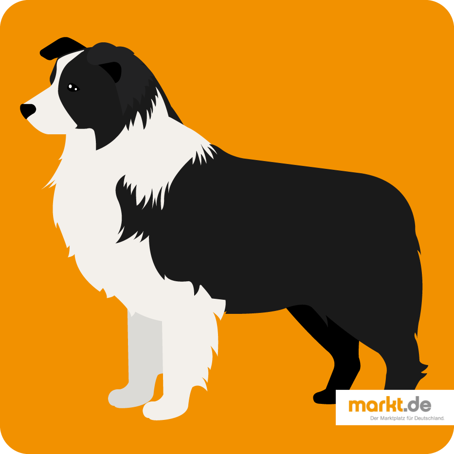 Border Collie - die Hunderasse im Portrait Border Collie