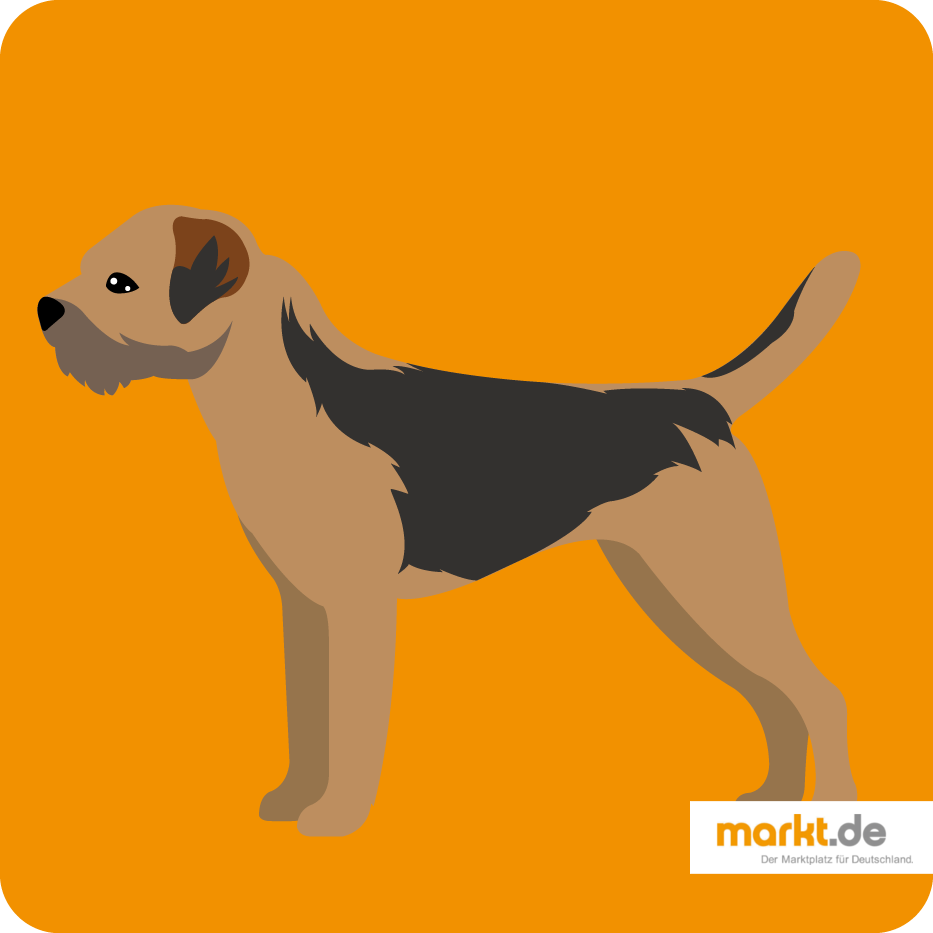 Border Terrier - Rasse-Portrait Border Terrier