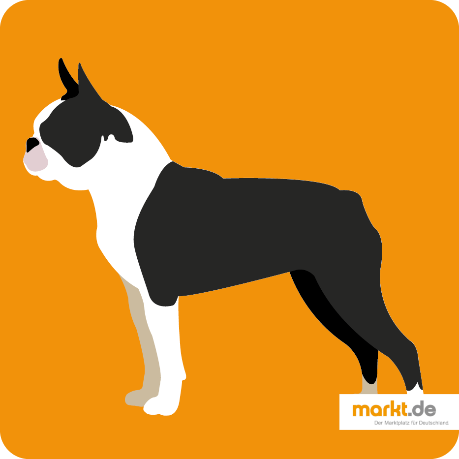 Boston Terrier - Rasse-Portrait Boston Terrier