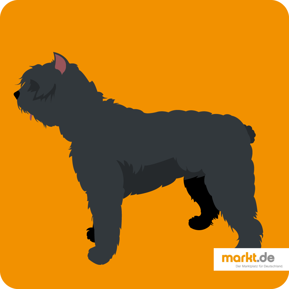 Bouvier des Flandres - die Hunderasse im Portrait Bouvier des Flandres