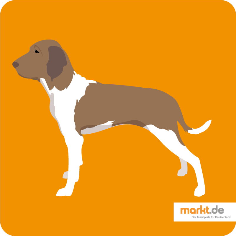 Bracco Italiano - Rasse-Portrait Bild Bracco Italiano