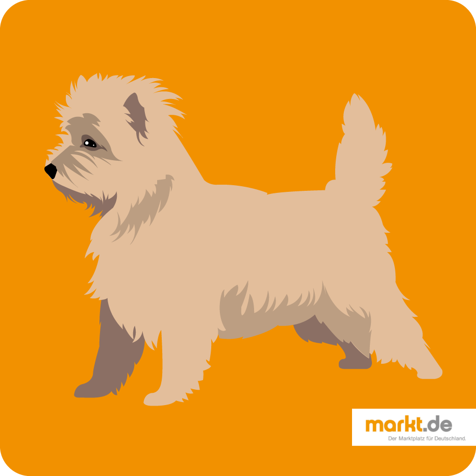 Cairn Terrier - Rasse-Portrait Cairn Terrier