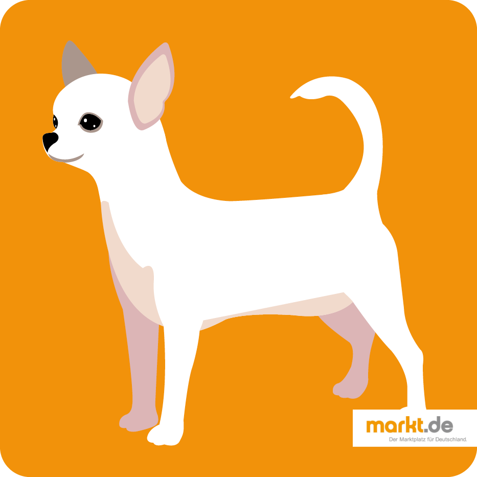 Chihuahua - die Hunderasse im Portrait Chihuahua