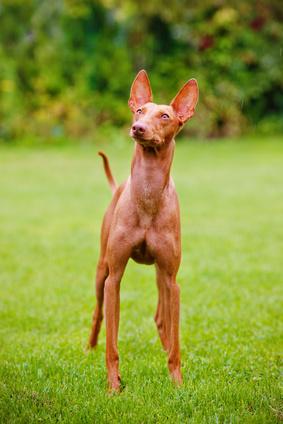 Bei guter Sozialisierung kann er als Familienhund gehalten werden. Cirneco dell´Etna auf einer Wiese
