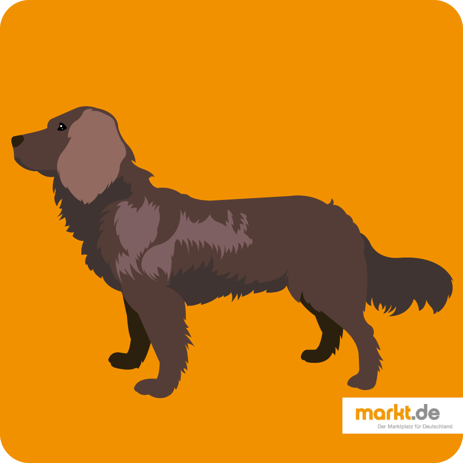 Deutscher Wachtelhund - Rasse-Portrait Deutscher Wachtelhund