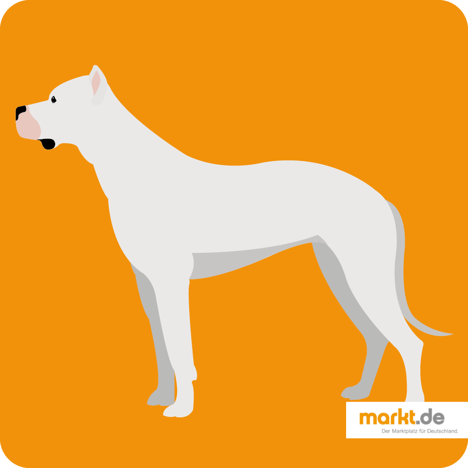Dogo Argentino - die Hunderasse im Portrait Dogo Argentino