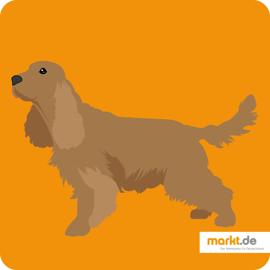 Englisch Cocker Spaniel - die Hunderasse im Portrait Englisch Cocker Spaniel
