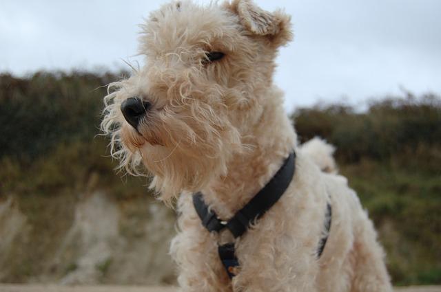 Der Foxterrier stammt ursprünglich aus Großbritannien. Drahthaar Foxterrier