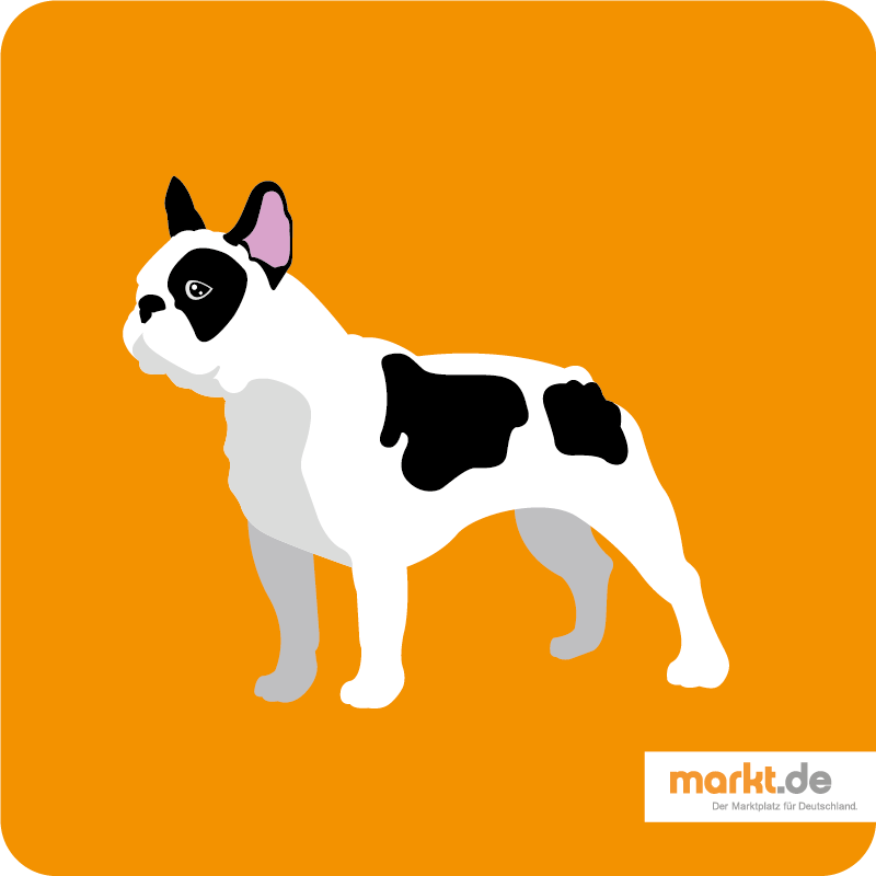 Französische Bulldogge
