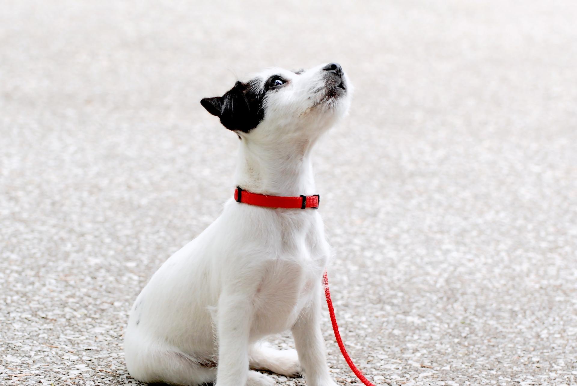 Hundehalsbänder gibt es in vielen Farben und Formen. Bild Hund