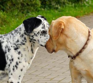 Tiere
