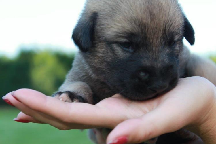 Der Kangal ist eine sehr alte Rasse. Kangal Welpe