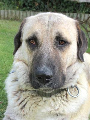 Der Kangal steht in manchen Bundesländern auf der Liste gefährlicher Hunde. Kangal Charakter