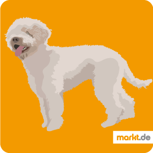 Der Lagotto Romagnolo wurde früher für die Wasserjagd eingesetzt. Lagotto Romagnolo Rasseportrait