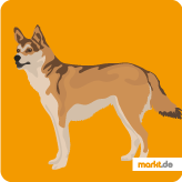 Norwegischer Lundehund