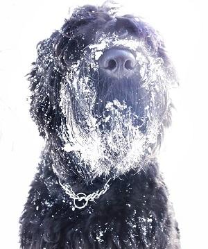 Das Markenzeichen des Schwarzen Terrier ist sein schwarzes Fell. Schwarzer Terrier.