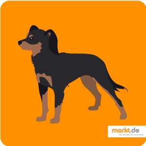 Russischer Toy Terrier Rasseportrait