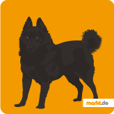 Schipperke - die Hunderasse im Portrait Schipperke